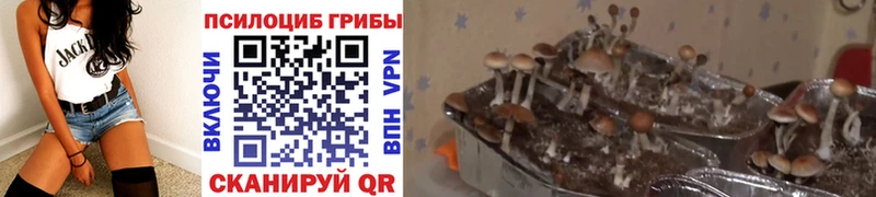 Купить  Сергач  Псилоцибиновые грибы прущие грибы 